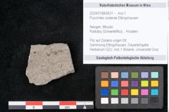 Foto (Objekt + Etikett) von Puccinites zosterae Ettingshausen (NHMW-GEO-2024-0188-6631)